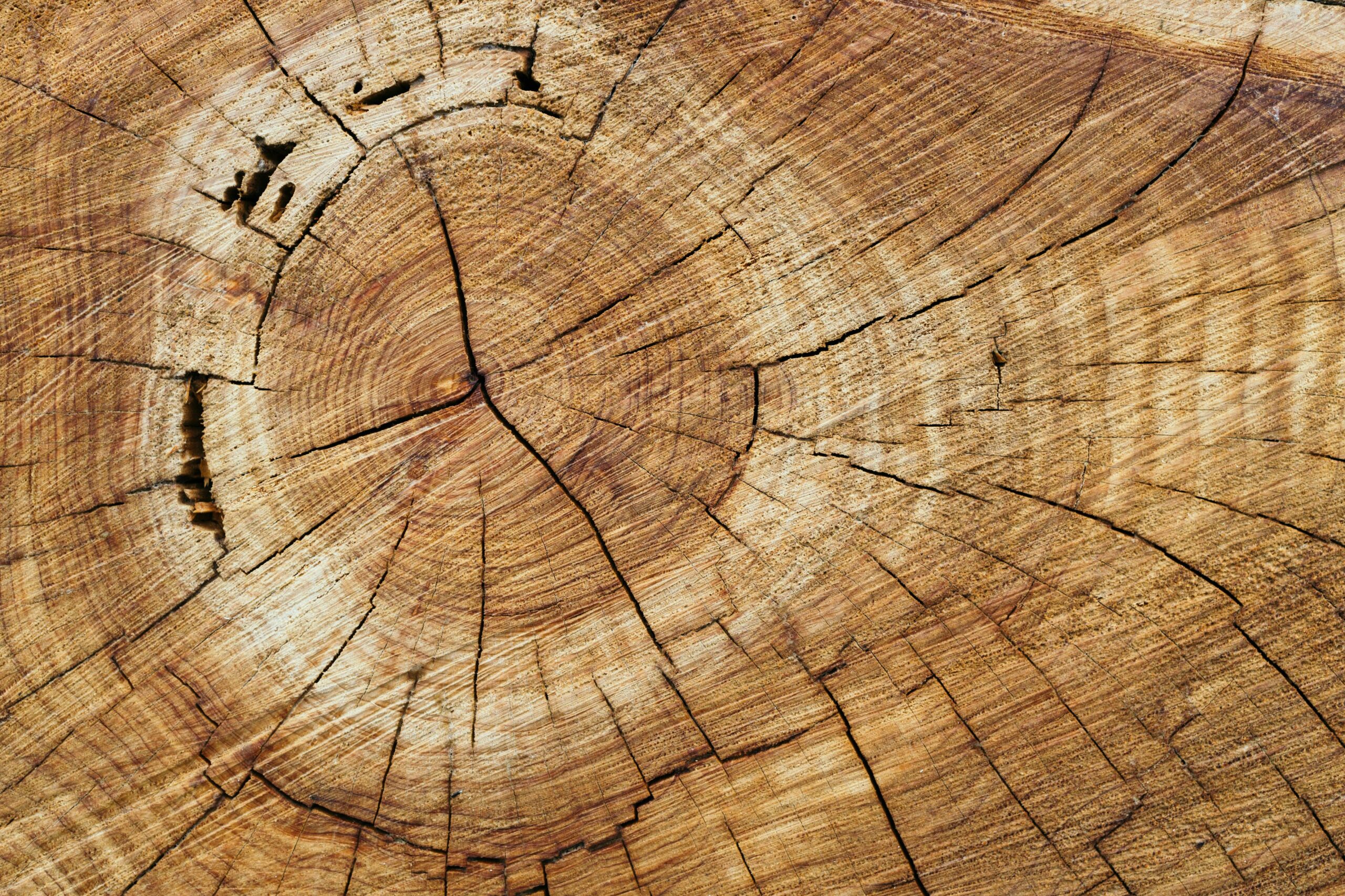 timber pic