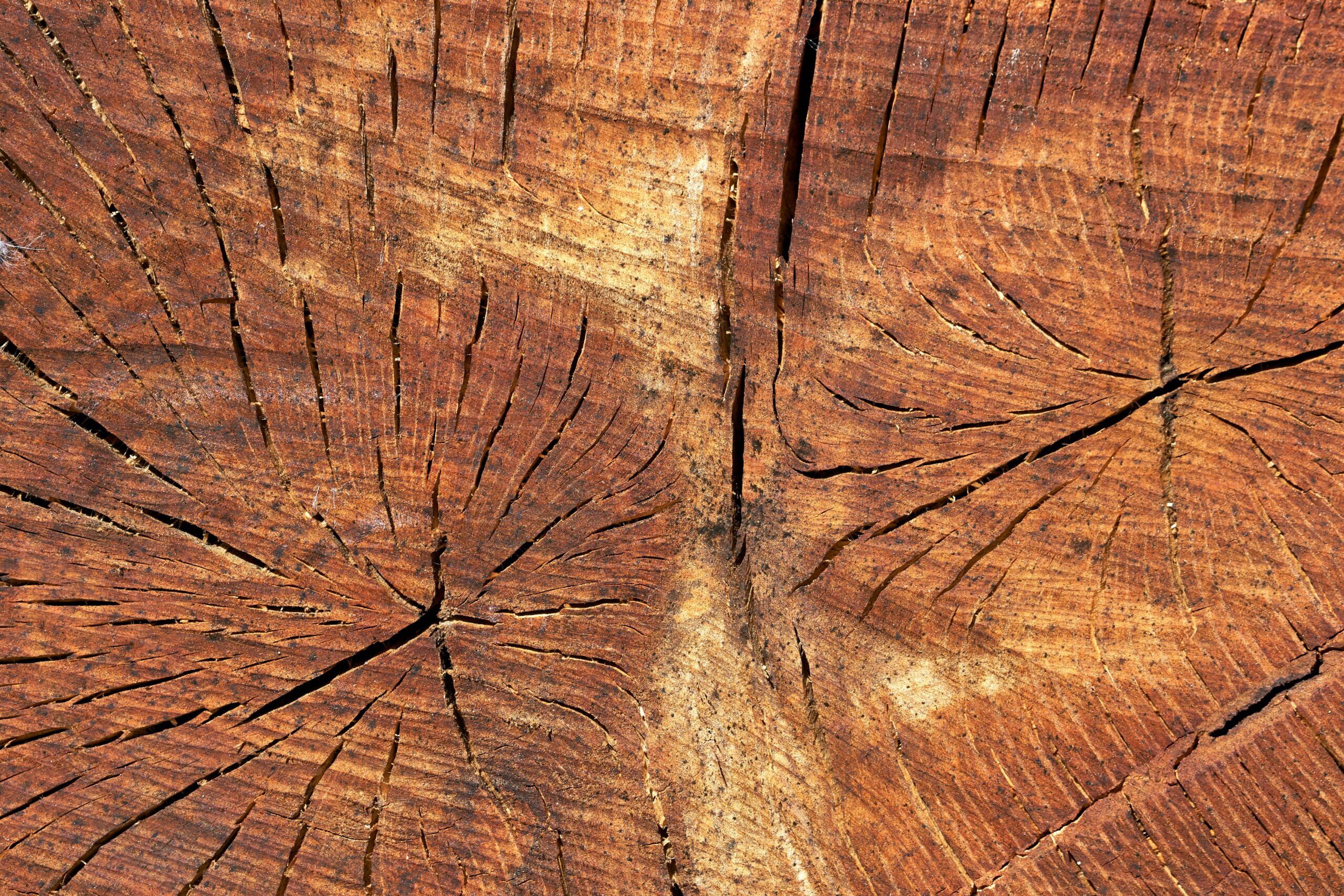 timber pic
