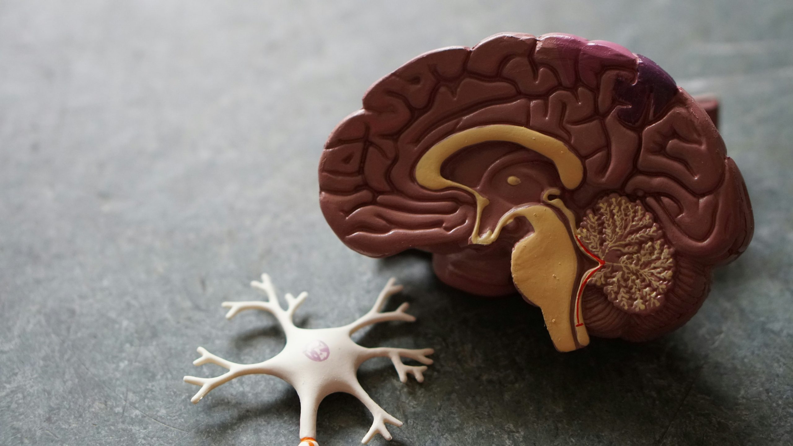 brain pic